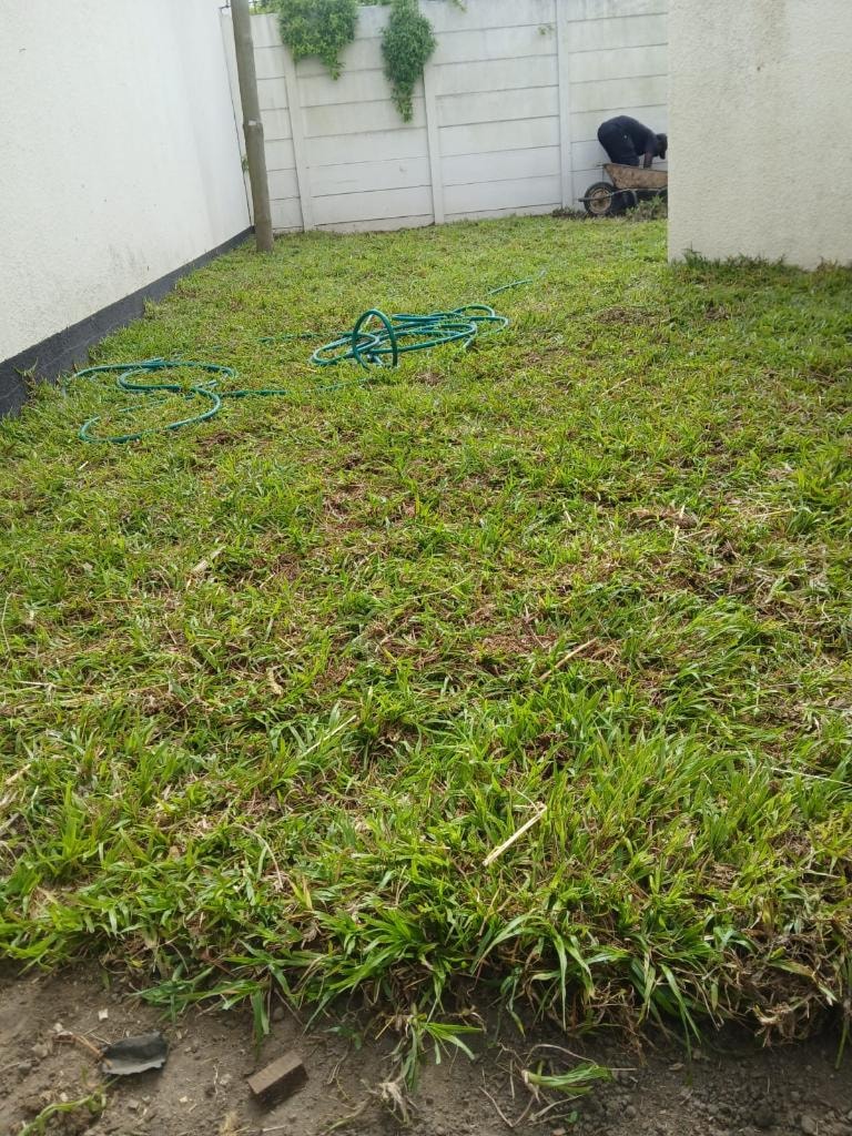 Lush LM Berea grass in residential Cape Town garden