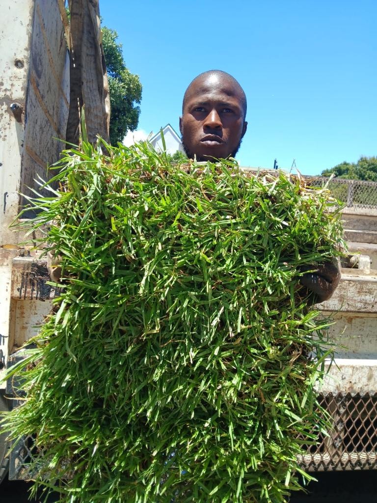 LM Berea grass specialist with fresh turf